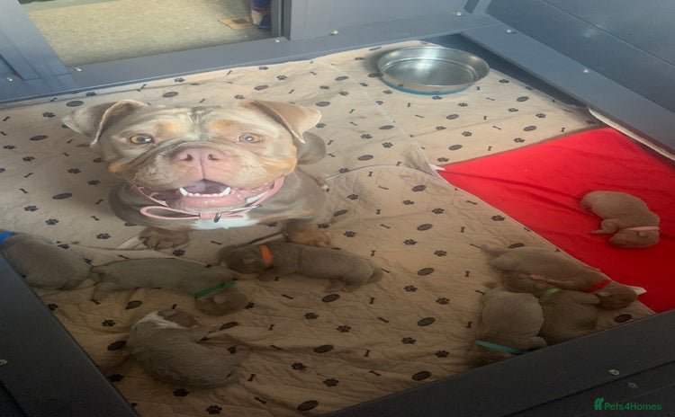 Olde English Bulldogge dogs - Advert 1