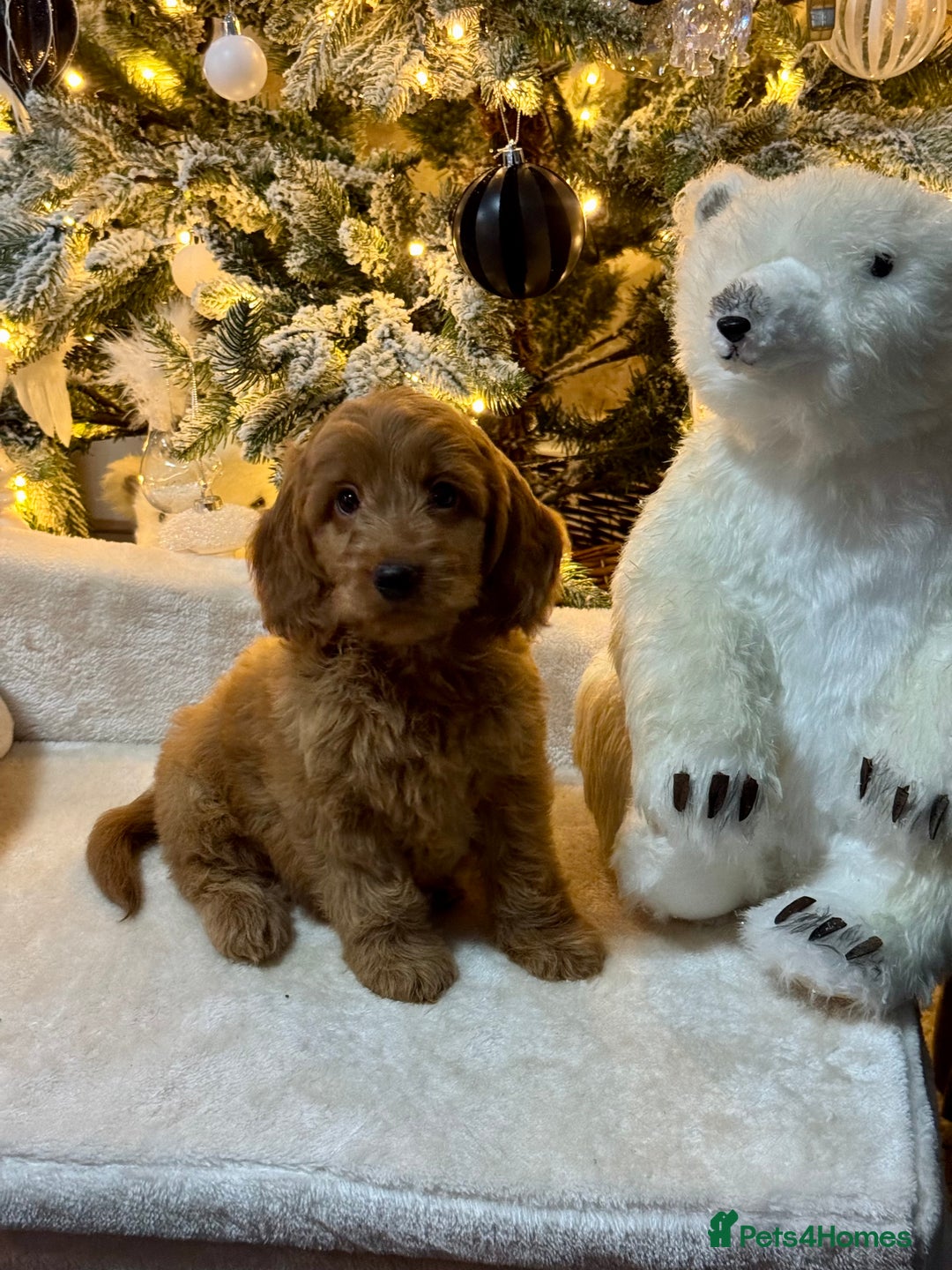 Cockapoo dogs for sale: F1 apricot Cockerpoos looking looking for homes - Advert 3