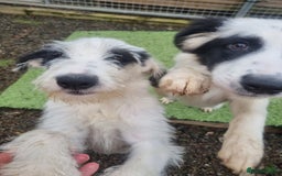 Mixed Breed dogs for adoption: Laura -In Ayr Looking for a home  - Image 9