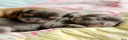 Chorkie dogs for sale: Miniature Chorkie Boys - Advert 11