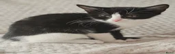 Mixed Breed cats for sale: Dainty little black & white female kitten - Advert 4