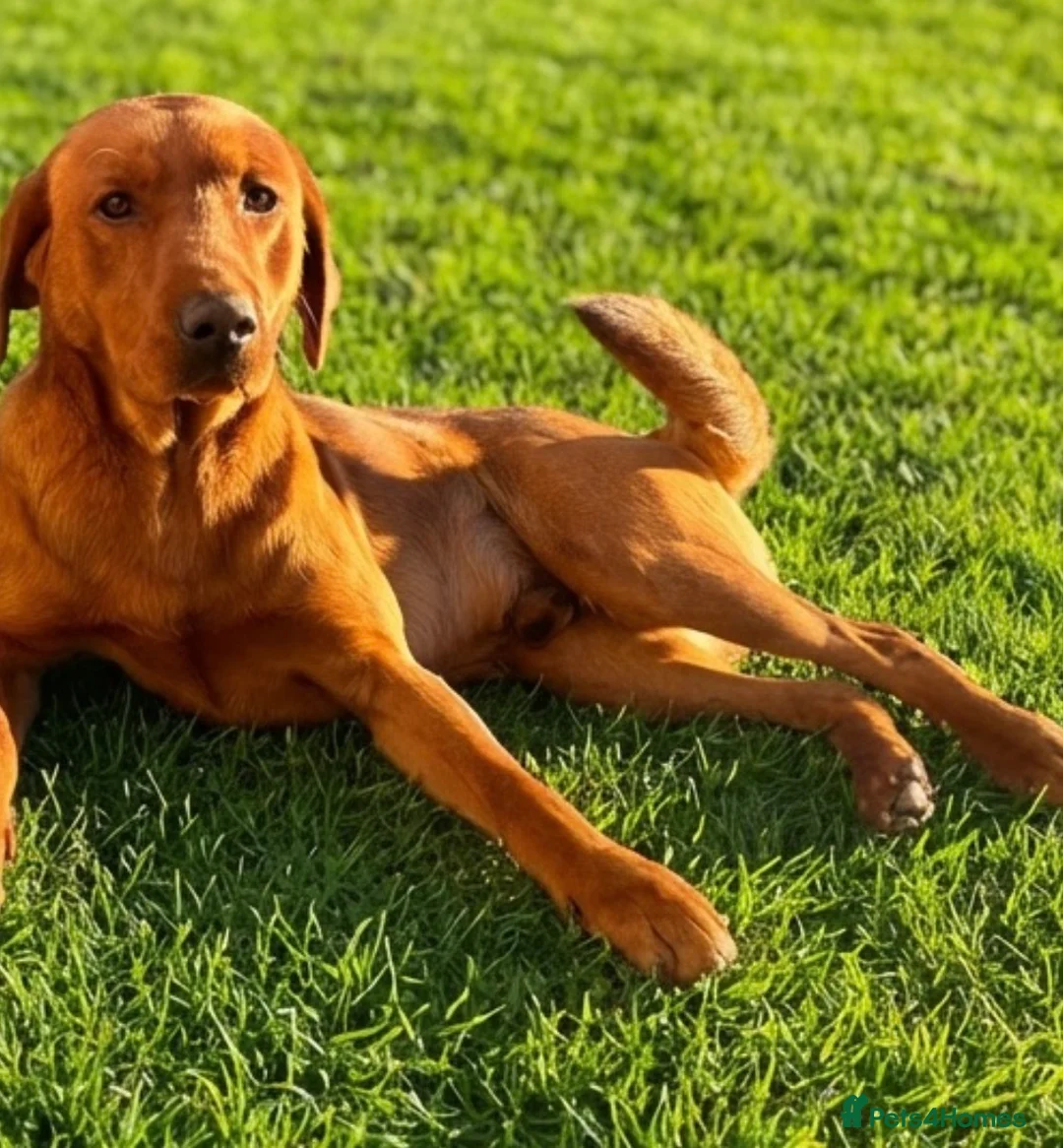 Labrador Retriever dogs for sale: 5 fox red Labradors pups  - Advert 2