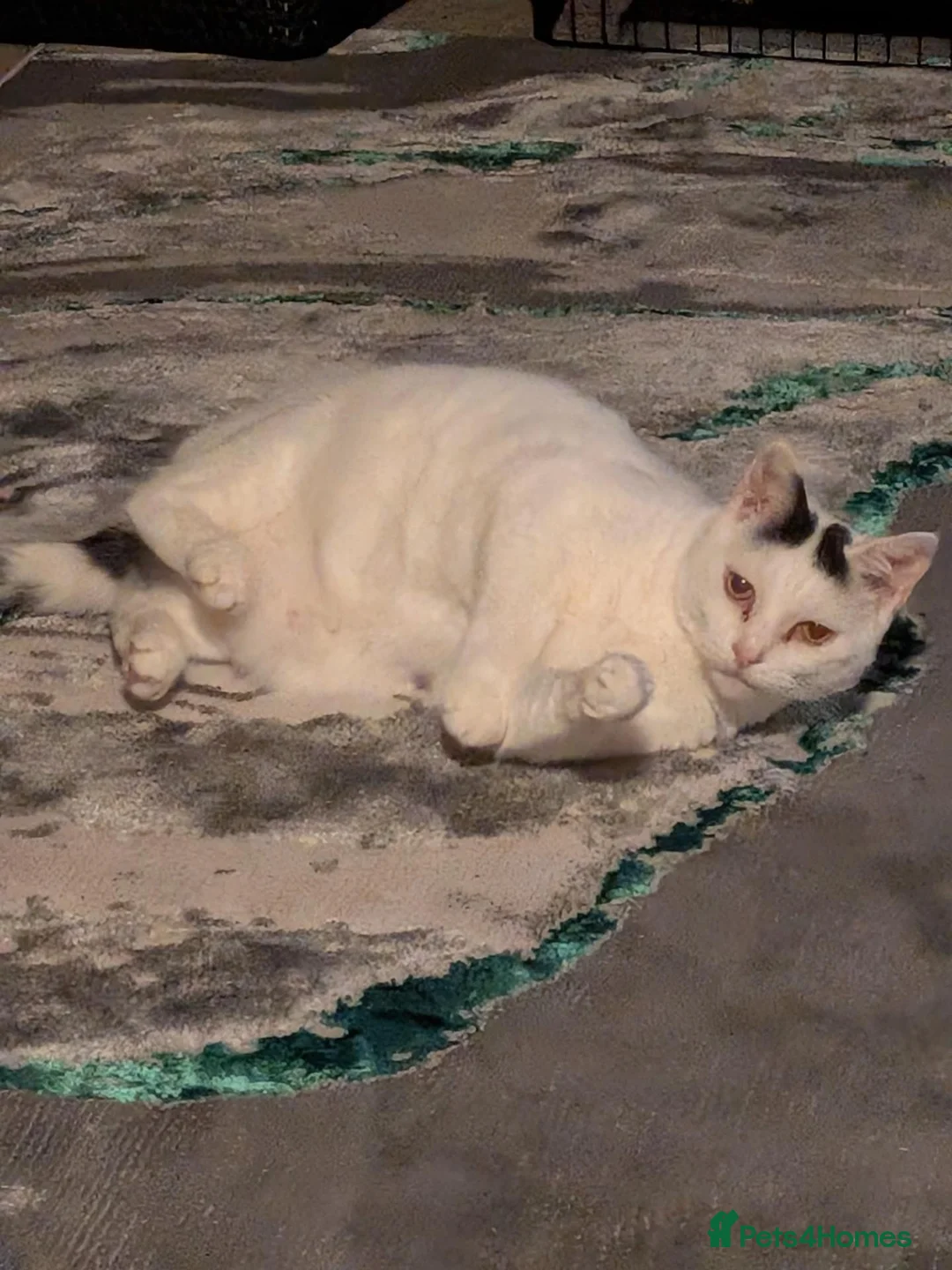 Mixed Breed cats for sale: Male kitten  - Advert 1