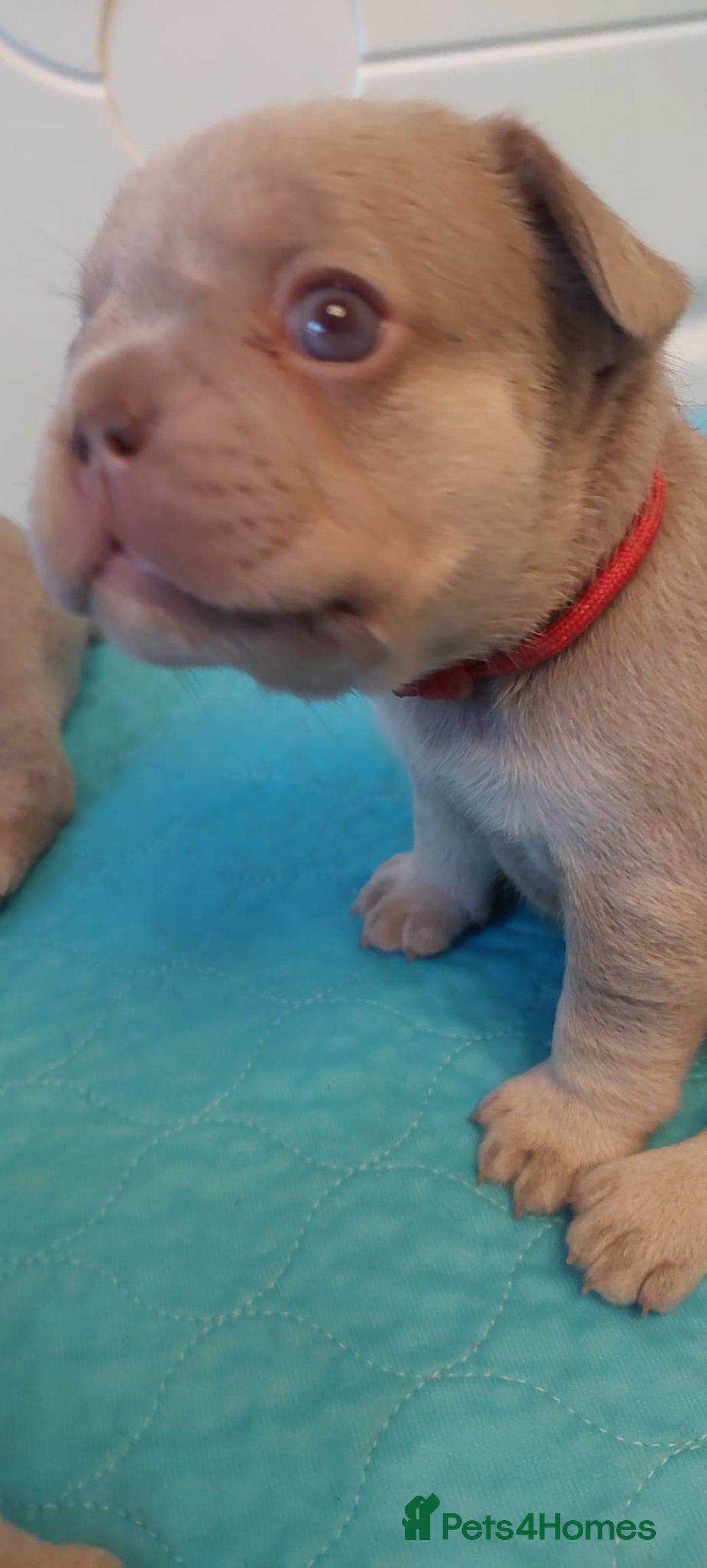 French Bulldog dogs for sale: KC Registered Beautiful French Bulldog Puppies - Advert 12
