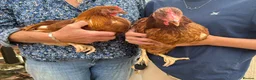 Chickens poultry for sale: Ornamental poultry  - Advert 4