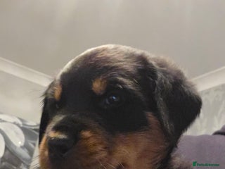 Rottweiler dogs ***Gorgeous KC Registered Rottweiler Puppies*** - Advert 2