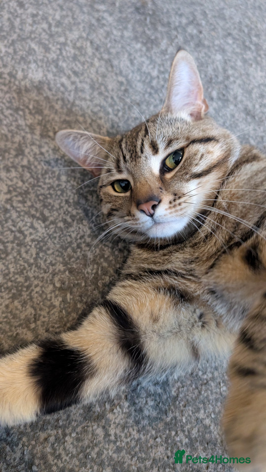 Domestic Shorthair cats for sale: Cuddly 2-Year-Old Indoor Male Cat, Great With Kids - Advert 2