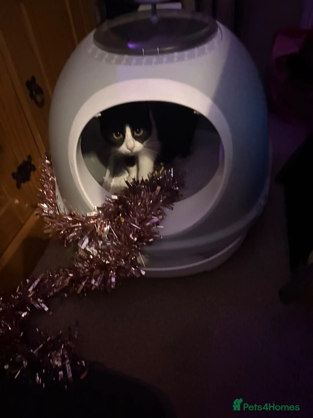 Mixed Breed cats for sale: Cat For Sale - Advert 2