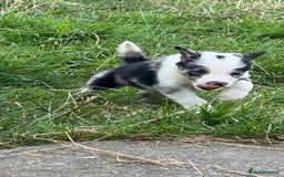 Border Collie dogs for sale: Beautiful border collie pups - Image 4