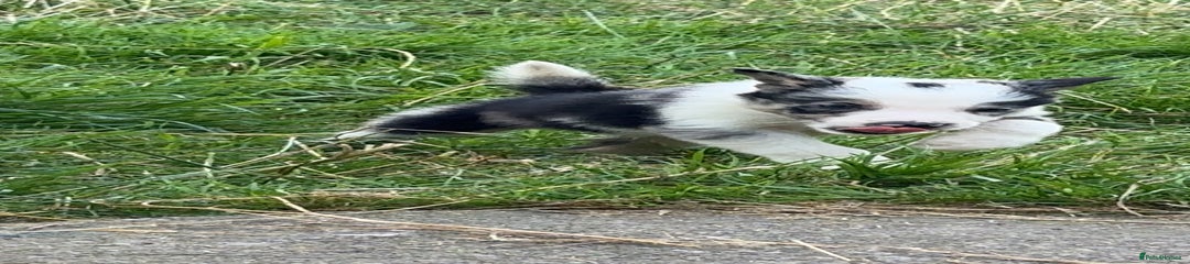 Border Collie Puppy 1