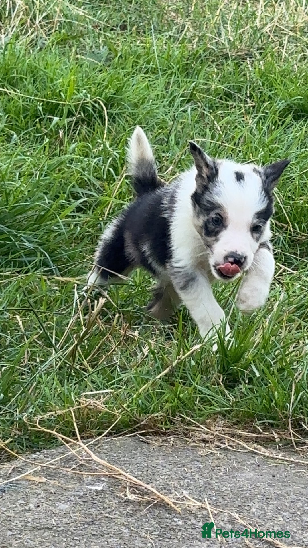 Border Collie dogs for sale: Beautiful border collie pups - Image 4