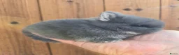 Netherland Dwarf rabbits for sale: Netherland dwarf kits  fully vaxxed *read ad* - Advert 3
