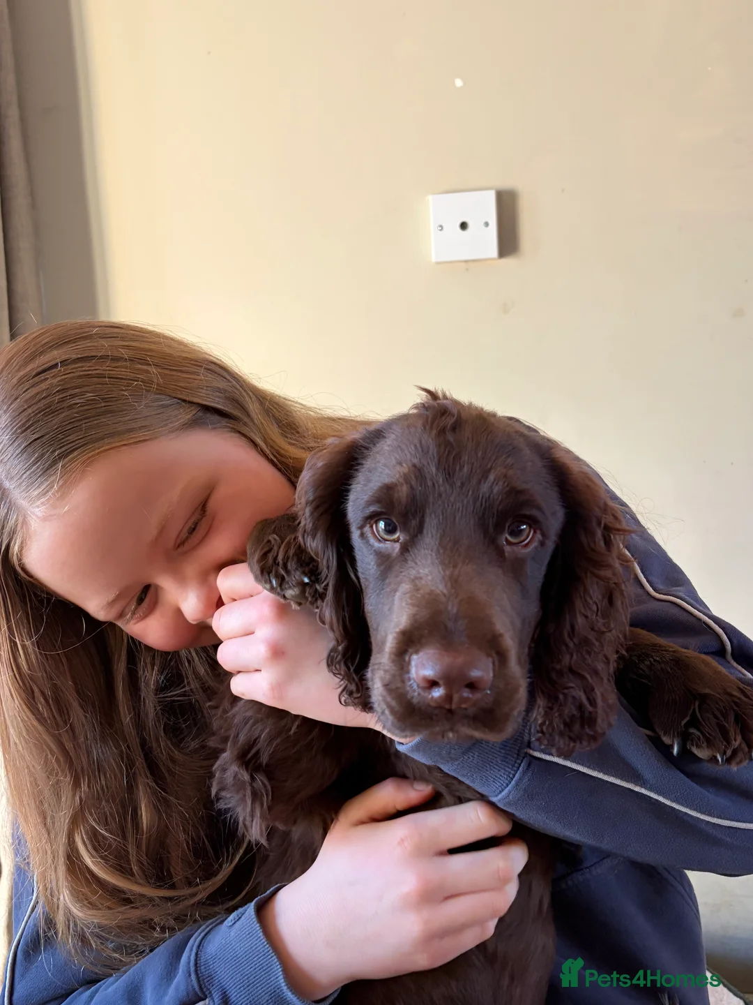 Cocker Spaniel dogs for sale: Beautiful boy remaining Cocker Spaniel Puppies  - Advert 6