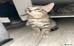 Bengal cats for sale: Bengal Kitten for Sale – Playful and Independent!  - Image 5