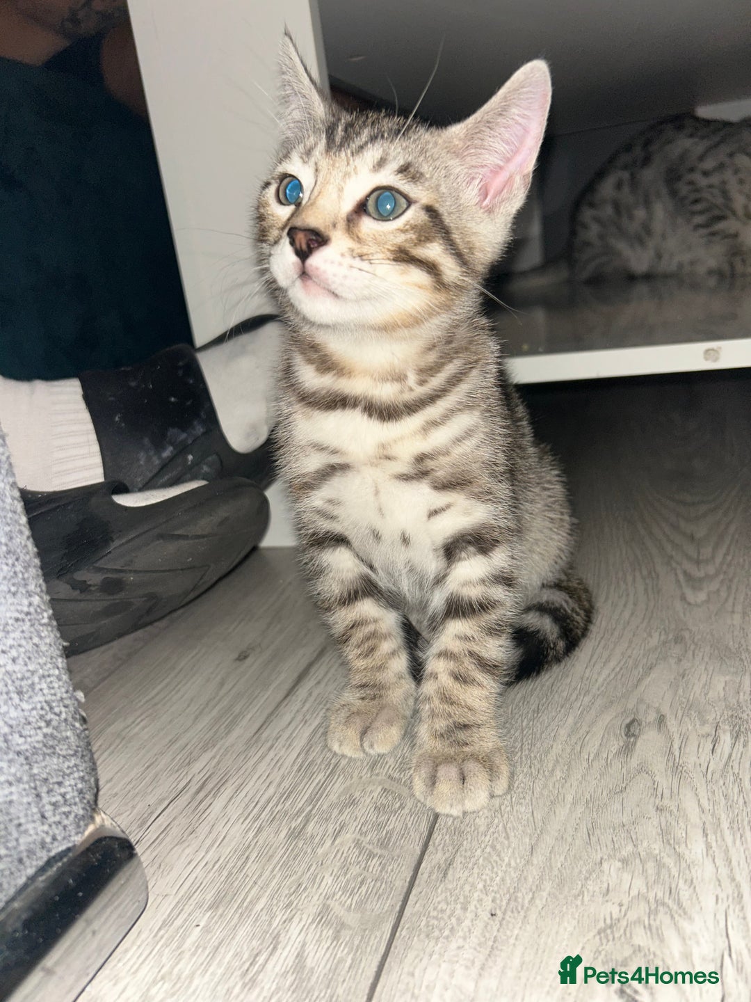 Bengal cats for sale: Bengal Kitten for Sale – Playful and Independent!  - Image 5