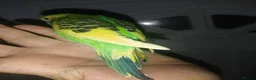 Budgerigars birds for sale: Hand reared super tame  budgie  - Advert 2