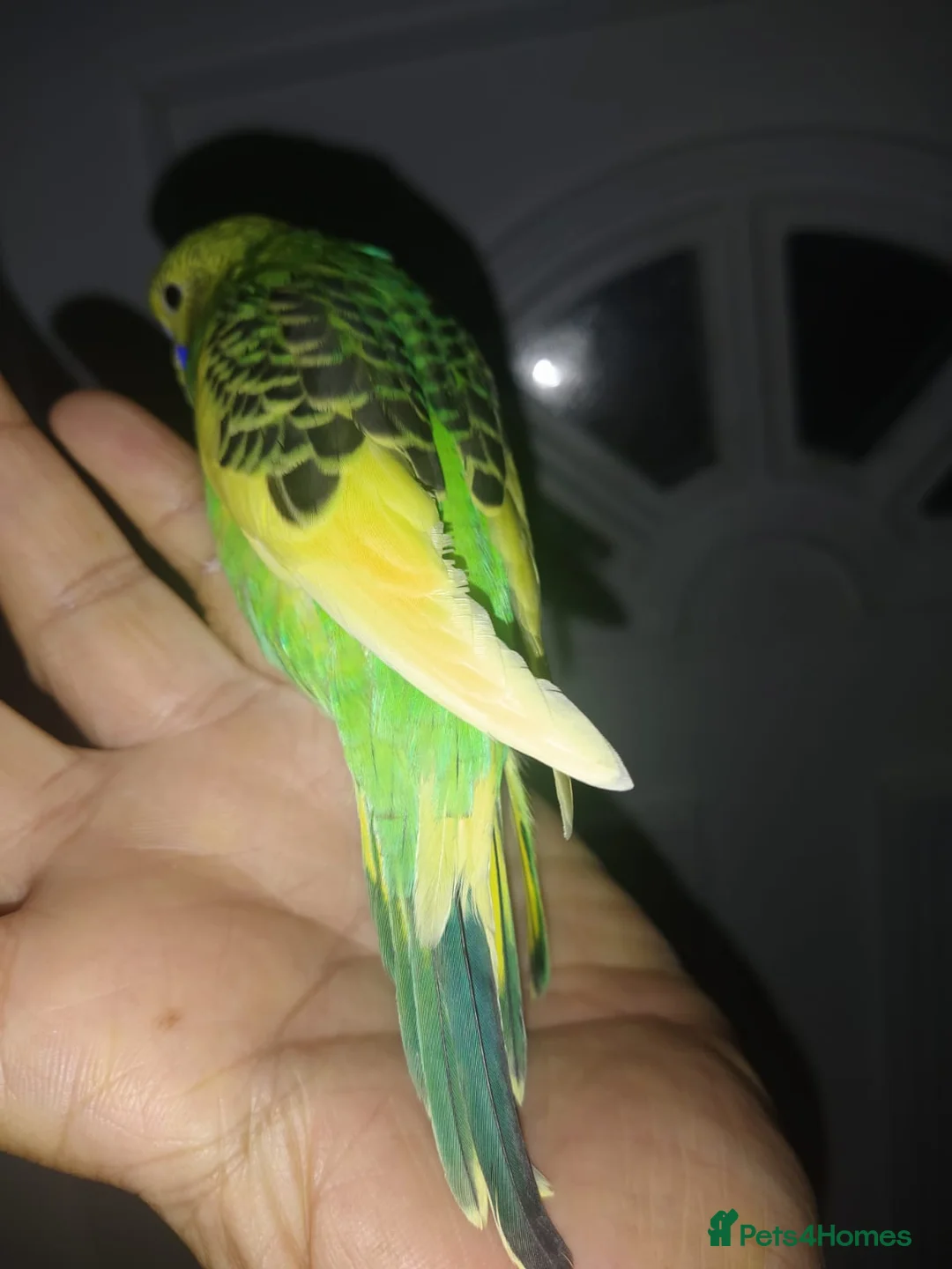Budgerigars birds for sale: Hand reared super tame  budgie  - Advert 2