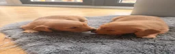 Miniature Dachshund dogs for sale: Miniature Long Haired Dachshund  - Advert 6