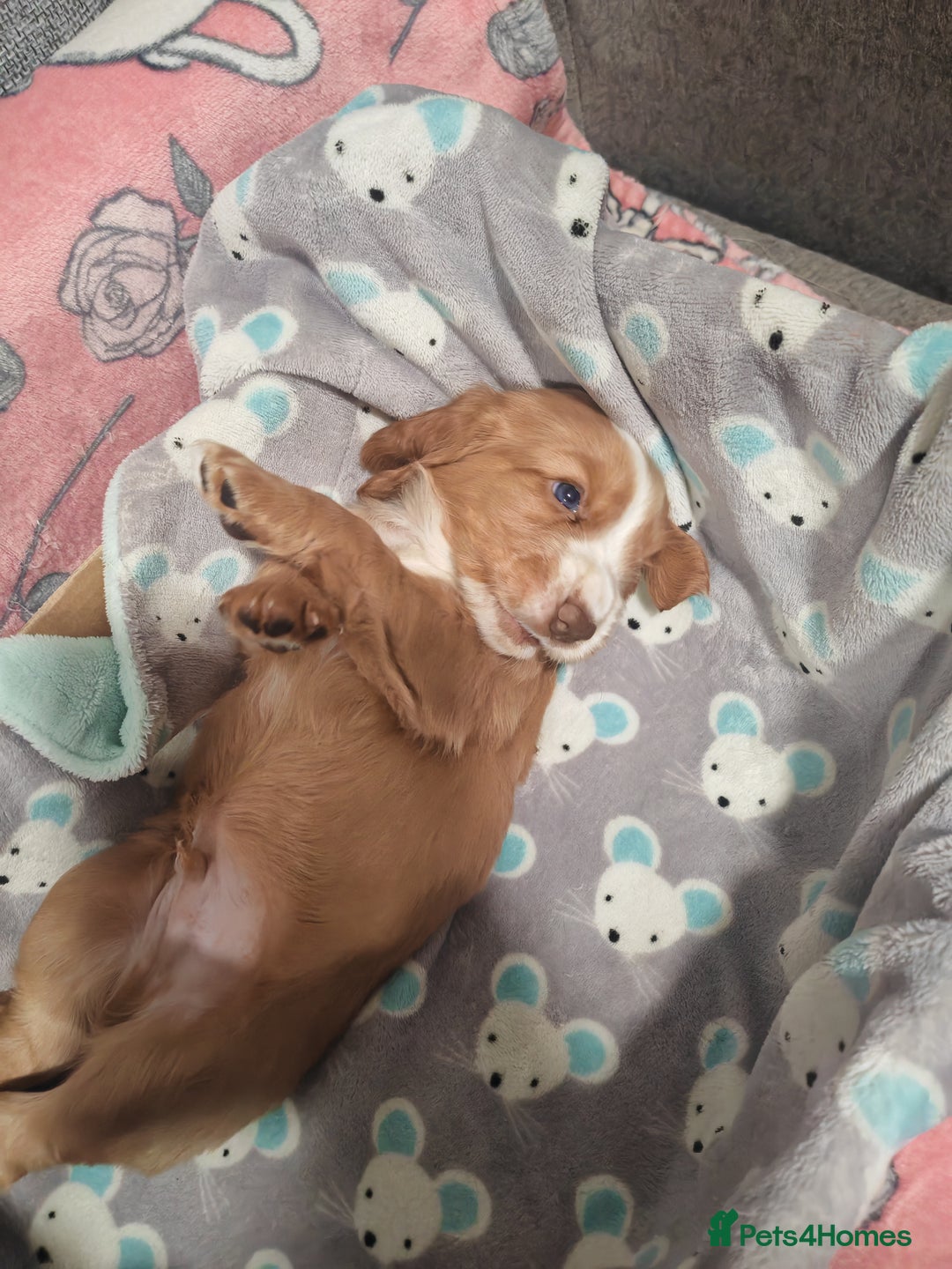 Cocker Spaniel dogs for sale: Pure Working Cocker Spaniel Puppies - Advert 3