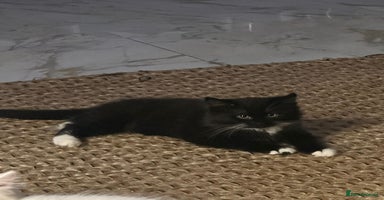 Russian Blue cats - Advert 2