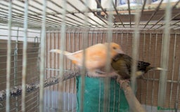 Canaries birds for sale: Urgent home needed canaries  - Image 4