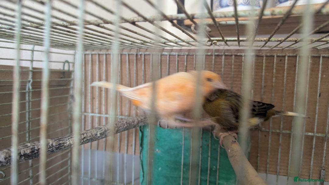 Canaries birds for sale: Urgent home needed canaries  - Image 4