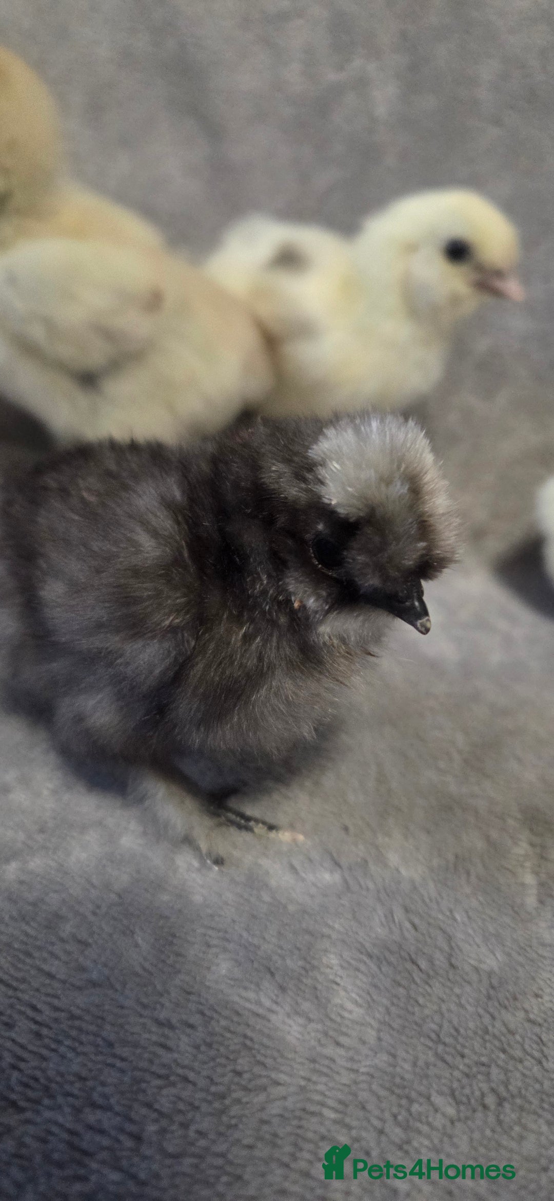 Chickens poultry for sale:  NEW 2026 USA  silkie/ silkies chick's  - Advert 4