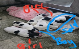 Mixed Breed dogs for sale: Cocker/collie mix puppys - Image 9