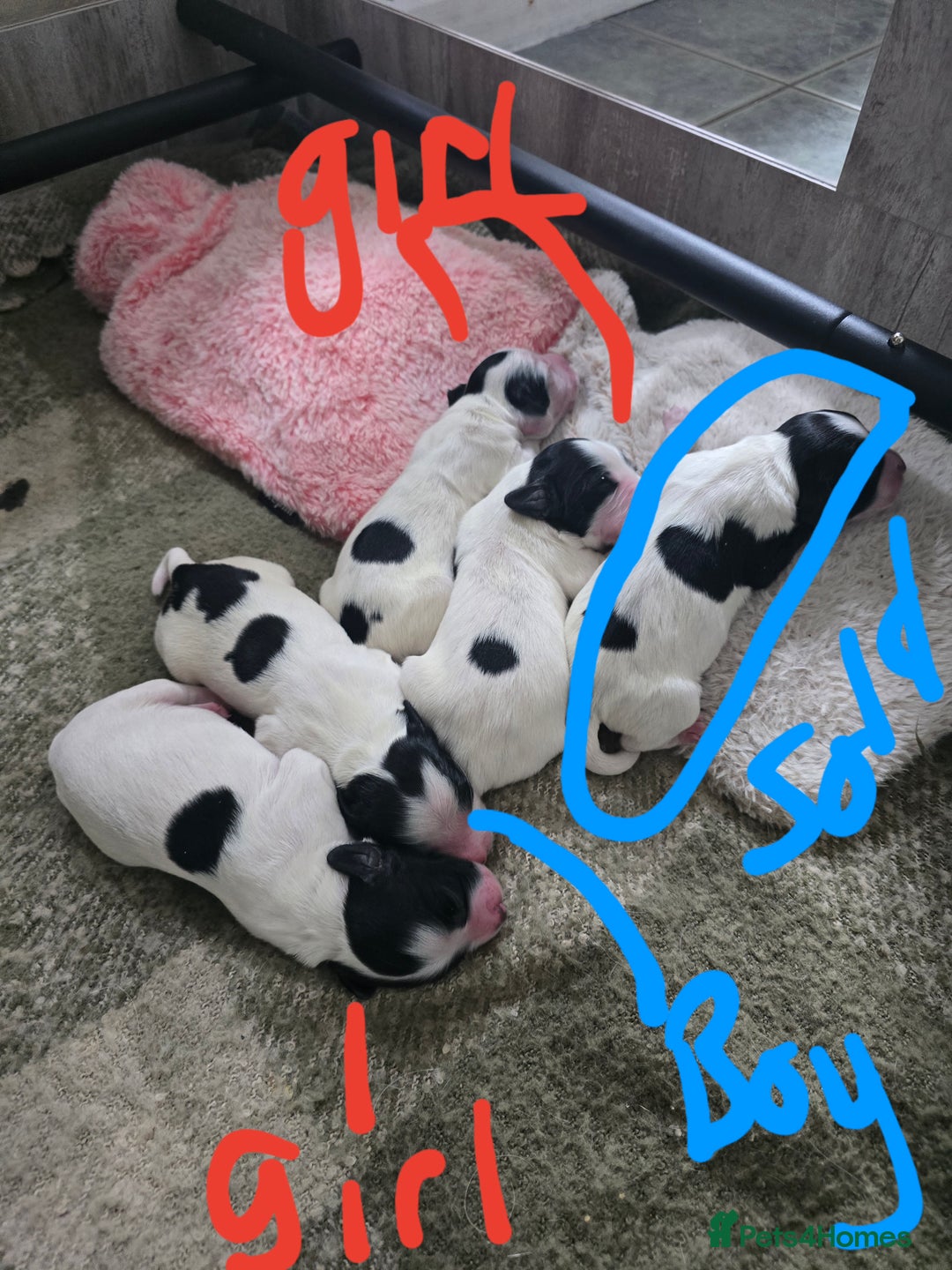 Mixed Breed dogs for sale: Cocker/collie mix puppys - Image 9