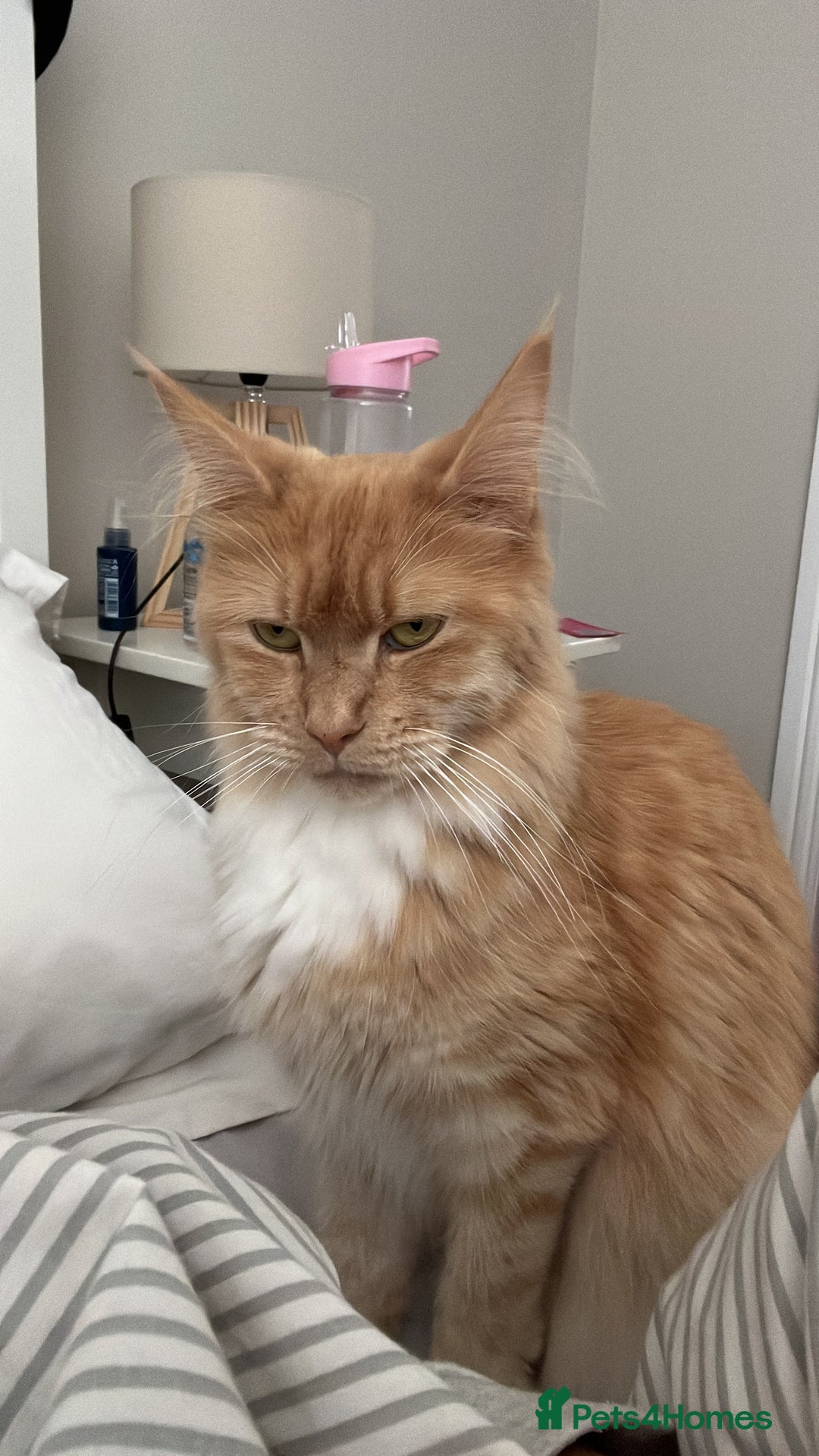 Mixed Breed cats for sale: Maine coon cross kittens - Advert 1