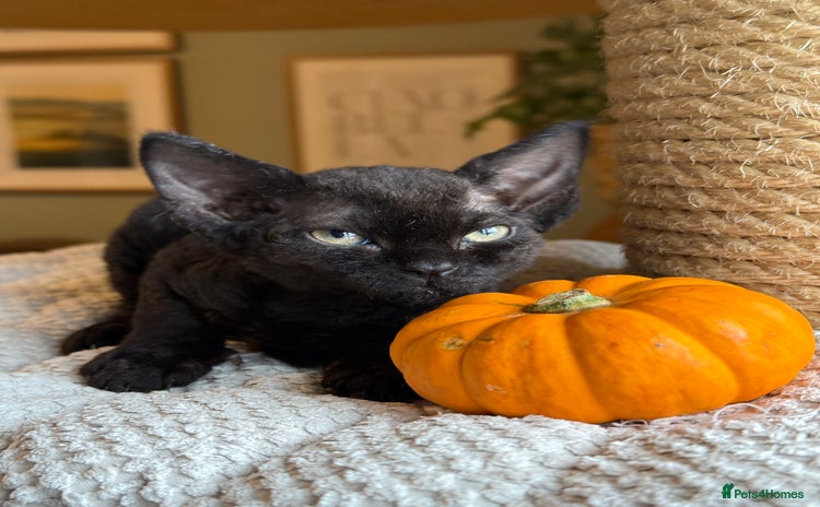 Devon Rex cats - Advert 1