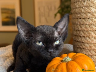 Devon Rex cats - Advert 1