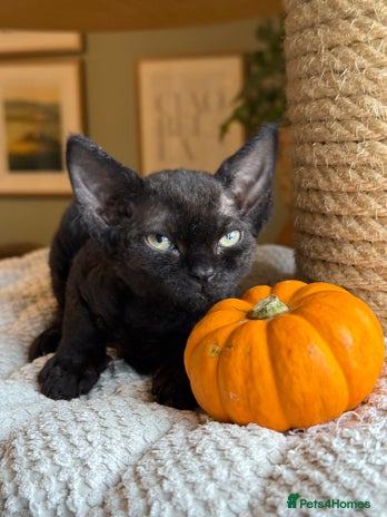 Devon Rex cats - Advert 1