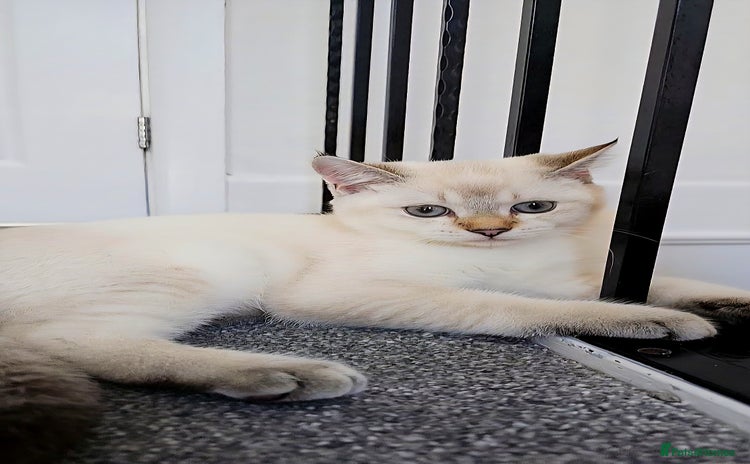 Scottish Fold cats - Advert 1