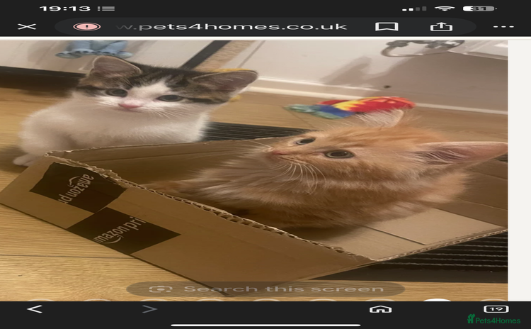 Mixed Breed cats - Advert 9