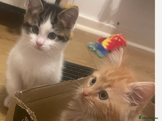 Mixed Breed cats - Advert 3