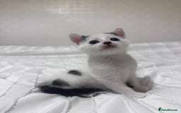 Mixed Breed cats for sale: 3 beautiful kittens looking for new home - Image 3