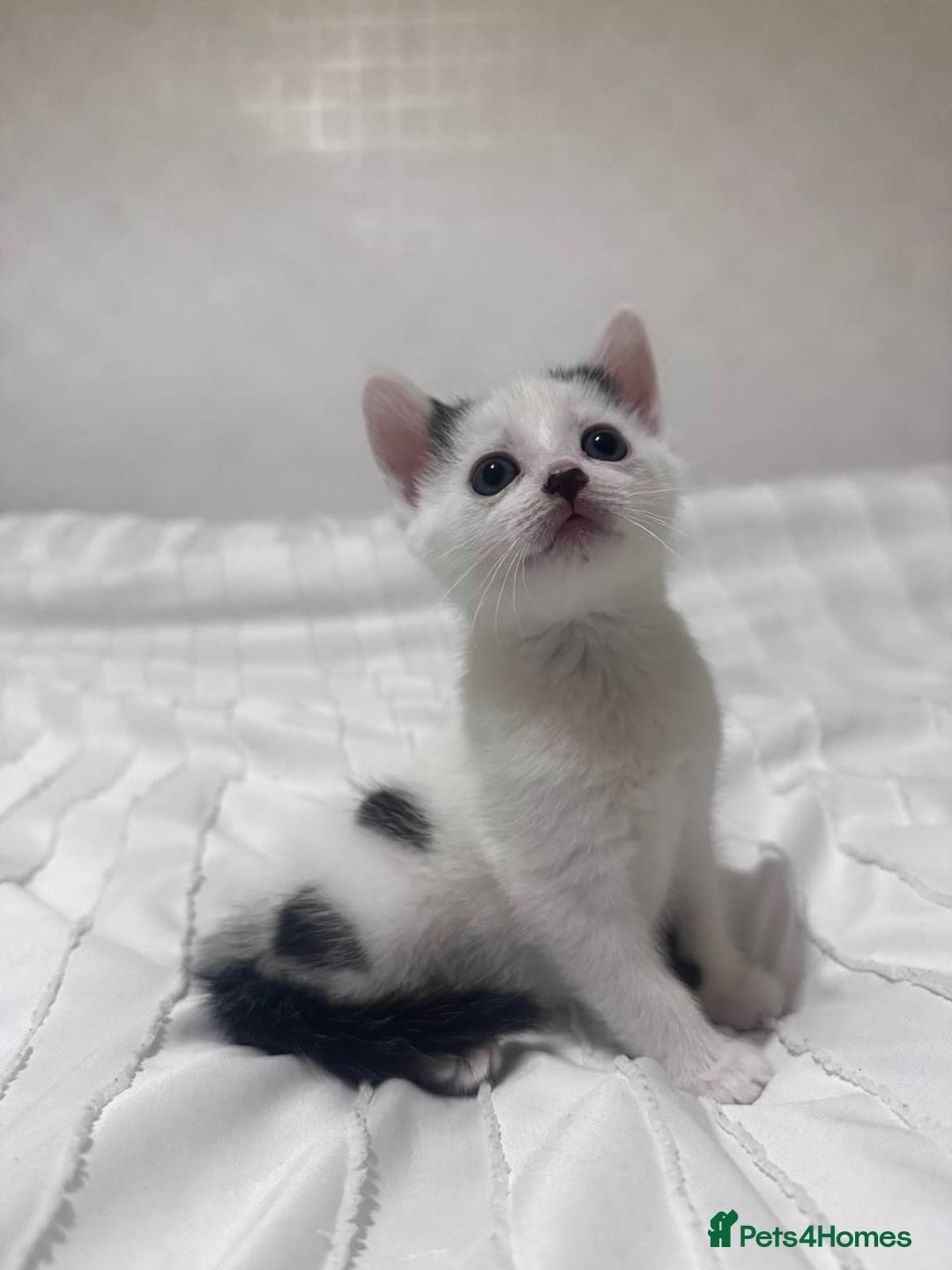 Mixed Breed cats for sale: 3 beautiful kittens looking for new home - Image 3