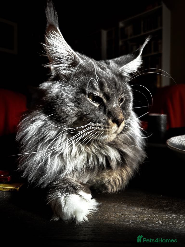 Maine Coon cats Maine Coon Proven Stud, GCCF & TICA in Hereford - Advert 8