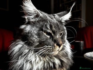 Maine Coon cats in Hereford - Advert 1