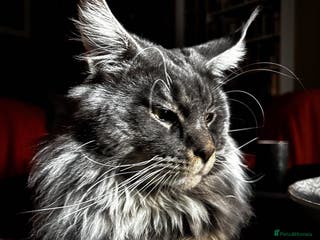 Maine Coon cats Maine Coon Proven Stud, GCCF & TICA in Hereford - Advert 5