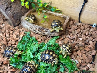 Tortoise reptiles Leopard Toises-Babies - Advert 1