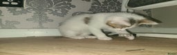 Mixed Breed cats for sale: Lilac & gold kittens  - Advert 18