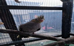 Cockatiels birds for sale: 1x 8 week old cockatiel £85  - Image 10