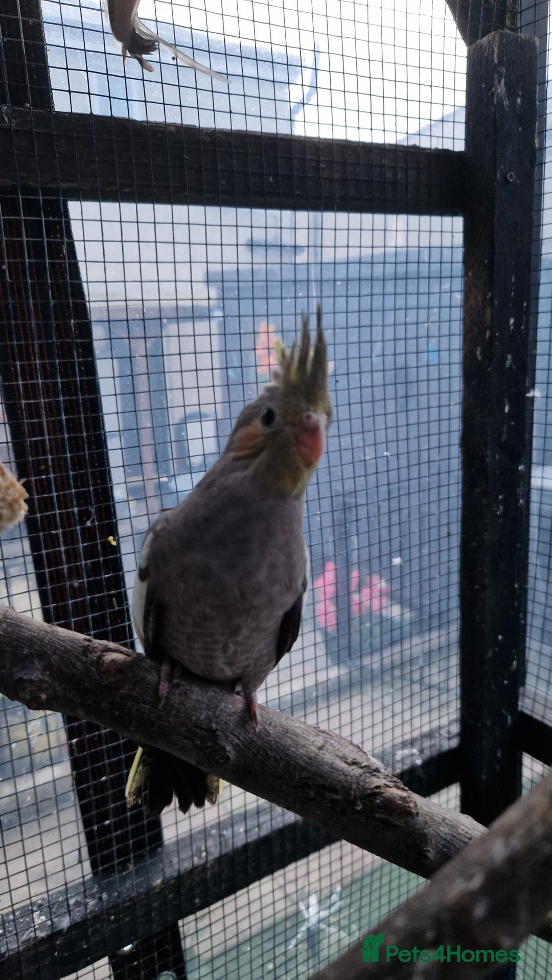 Cockatiels birds for sale: 1x 8 week old cockatiel £85  - Image 10
