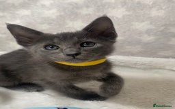 Oriental cats for sale: Oriental X Siamese  - Image 1