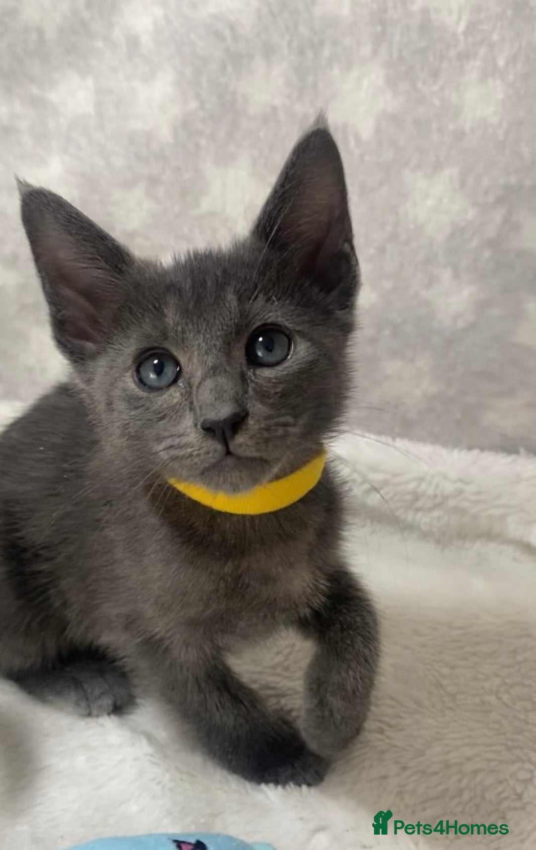 Oriental cats for sale: Oriental X Siamese  - Image 1