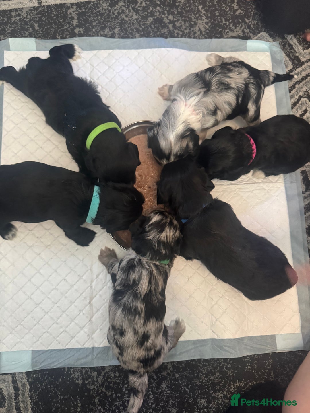 Mixed Breed dogs for sale: Shihpoo X Cocker Spaniel pups - Image 14