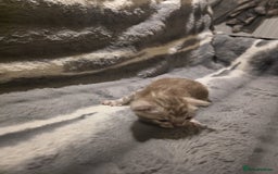 Bengal cats for sale: Rare Bengal babies - Image 27