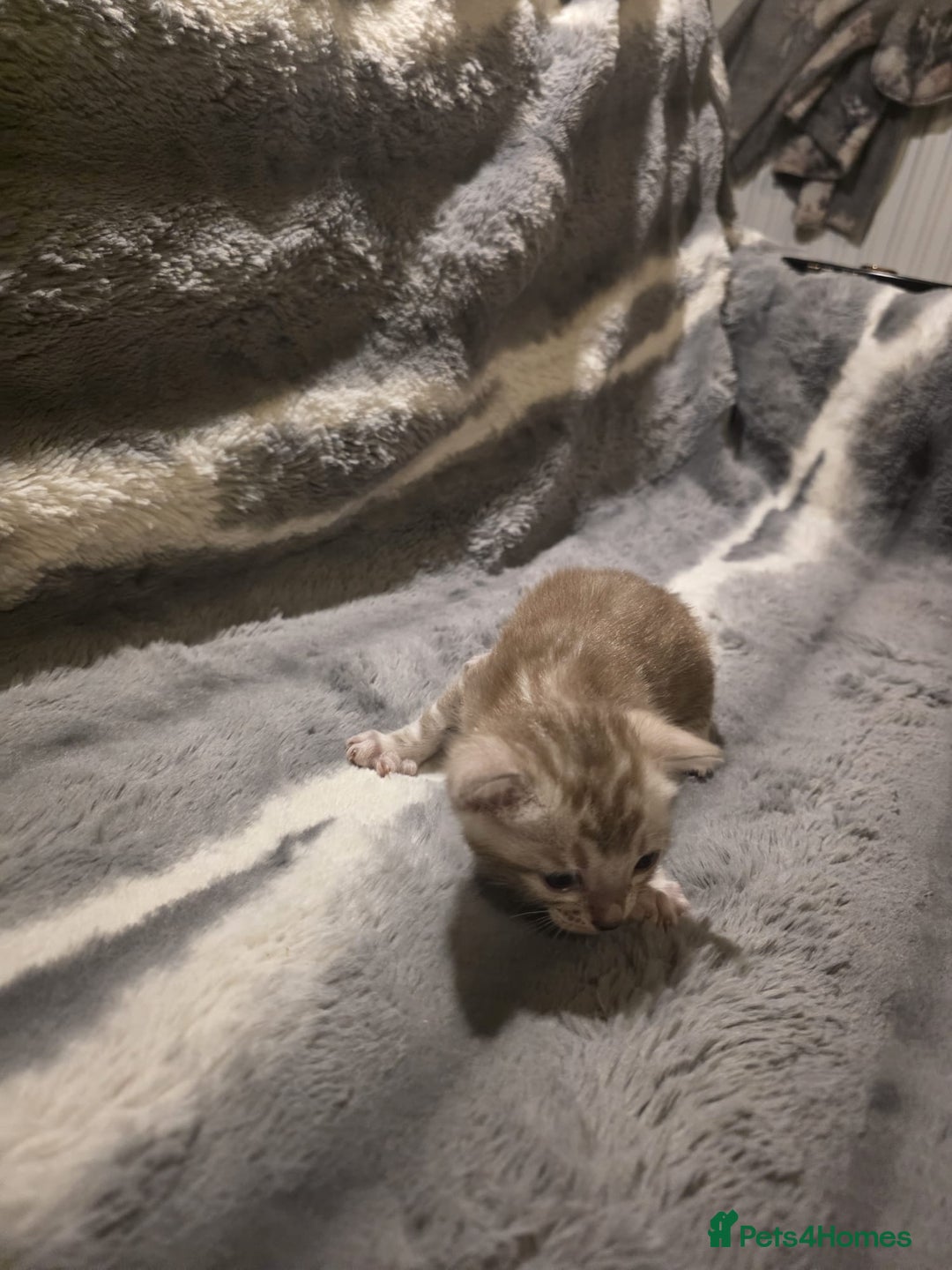 Bengal cats for sale: Rare Bengal babies - Image 27
